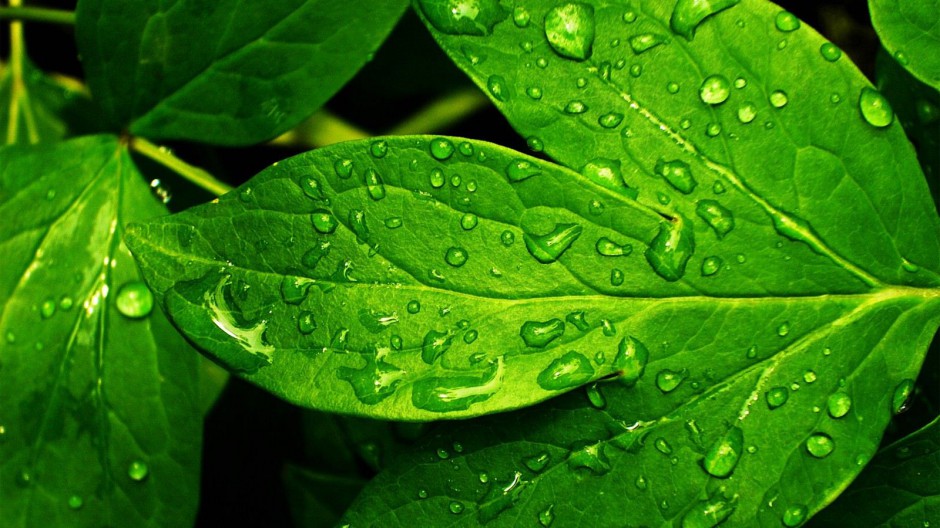 雨中沾有雨珠的树叶背景图片