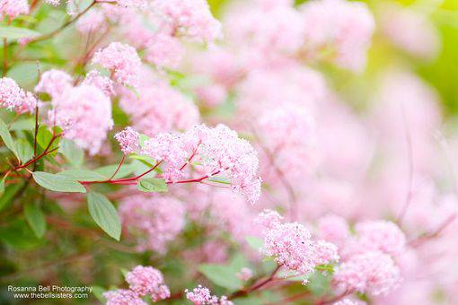 花海唯美浪漫意境qq图片