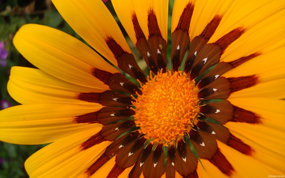 大自然唯美花卉娇艳绽放美景