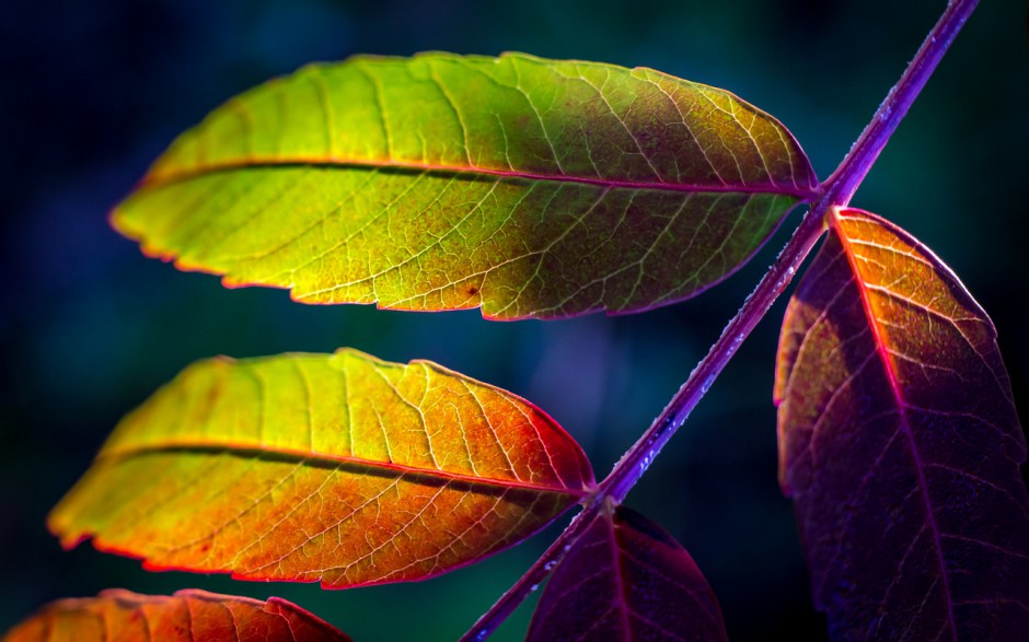 高清植物花卉壁纸桌面