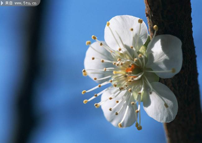 温暖春日的桃花摄影图片