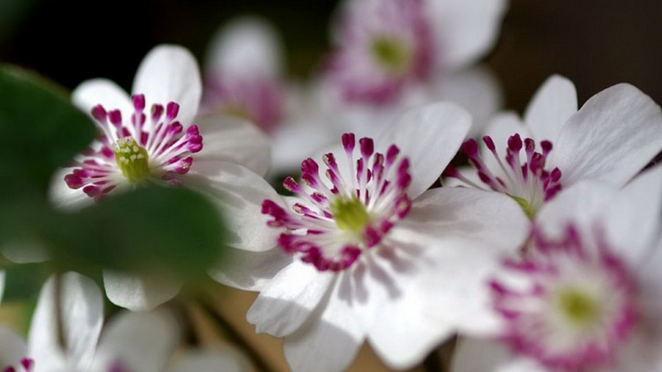 雪割草唯美粉嫩田园春日风景