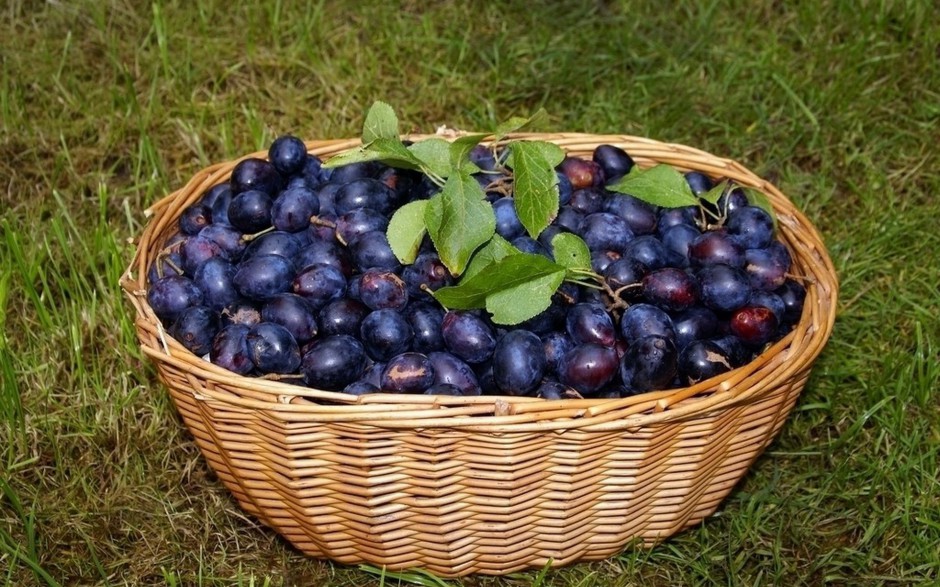 新鲜红嫩李子水果高清大图壁纸