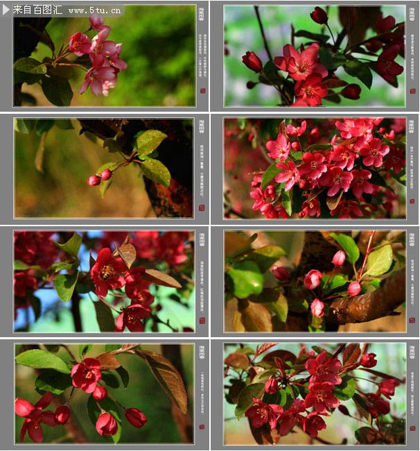 四季海棠花图片微距特写