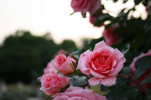 花海唯美浪漫意境qq图片