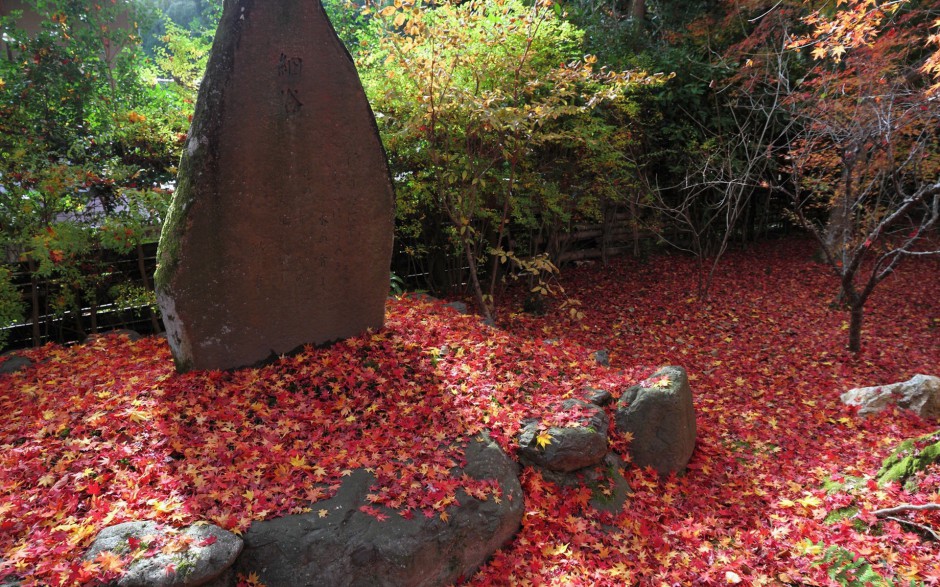 秋日萧瑟浪漫红枫叶飘落唯美风景