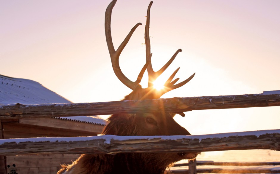 高清壁纸森系麋鹿图片