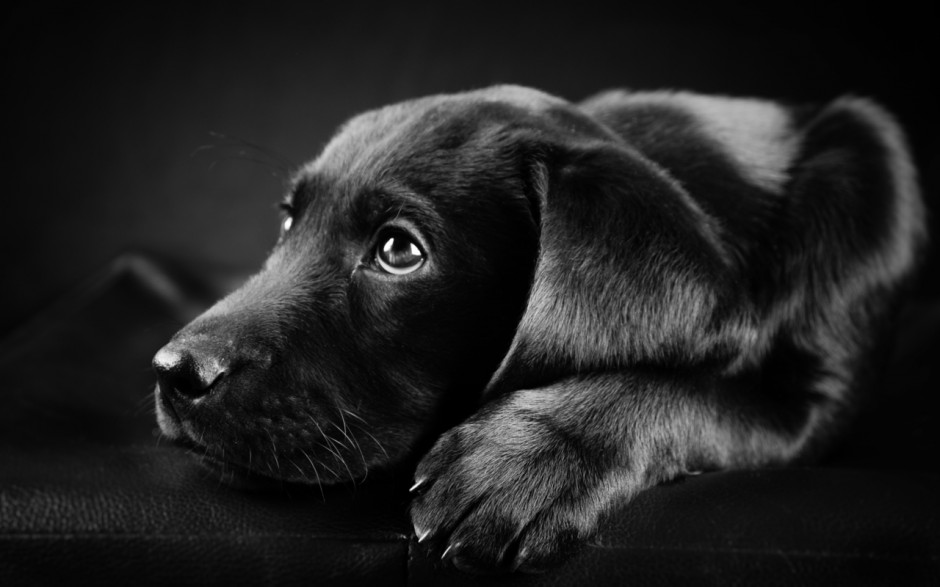 电脑壁纸拉布拉多犬宠物