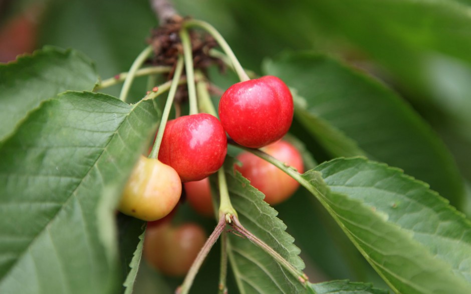 红樱桃挂满枝头水果美图秀