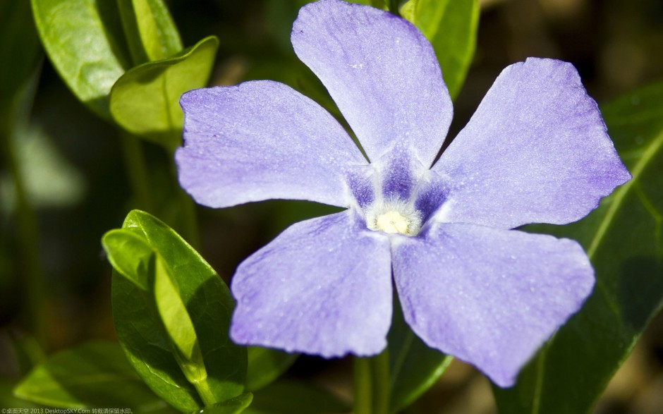 粉嫩长春花浪漫风格高清壁纸