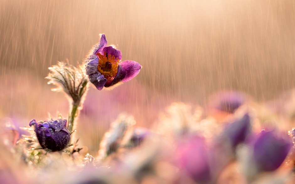 雨中浪漫唯美鲜花梦幻美景