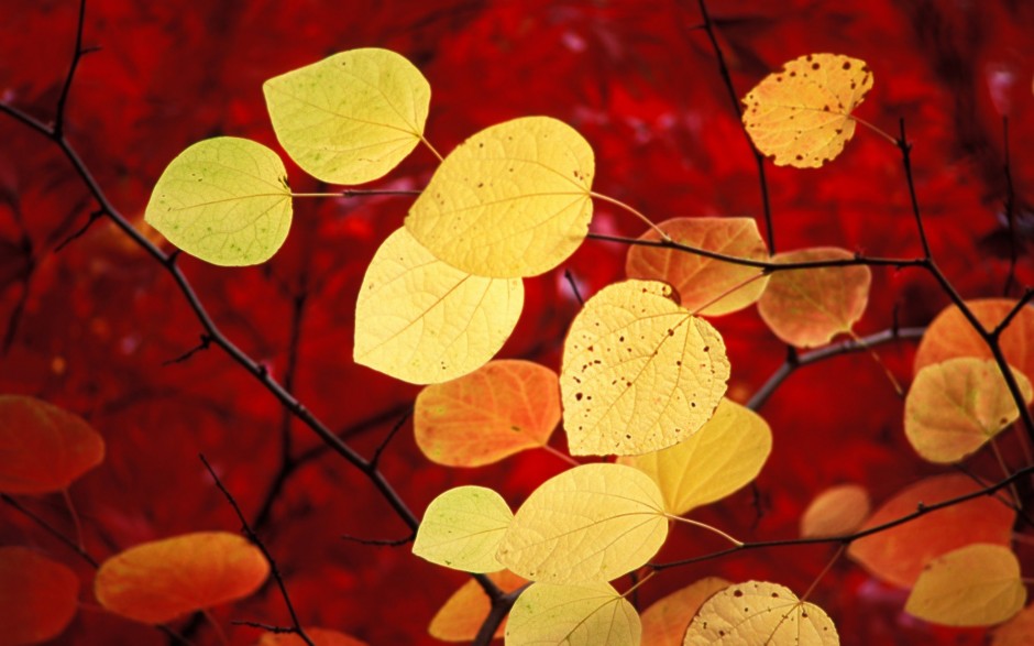 最漂亮的秋天枫叶ppt背景图片