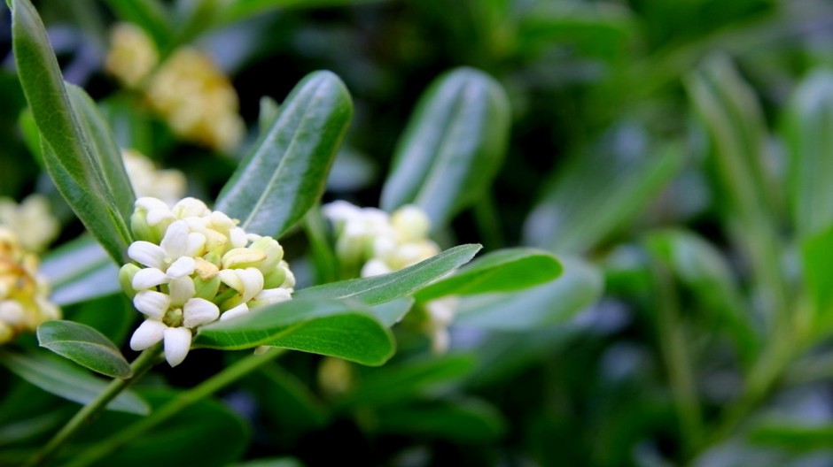 八月桂花飘香四溢唯美植物壁纸