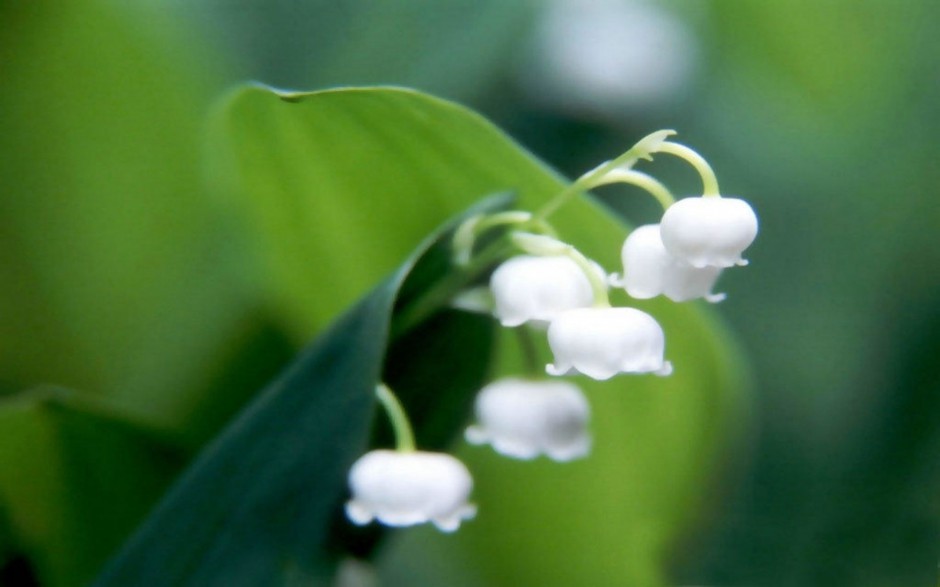 洁白铃兰花清新雨后风景壁纸