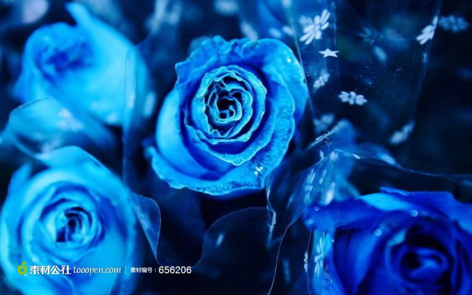 特别美的蓝色妖姬鲜花图片