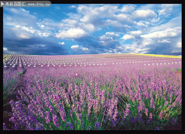紫色的薰衣草花海风景浪漫清新