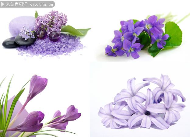 紫色花图片唯美背景素材