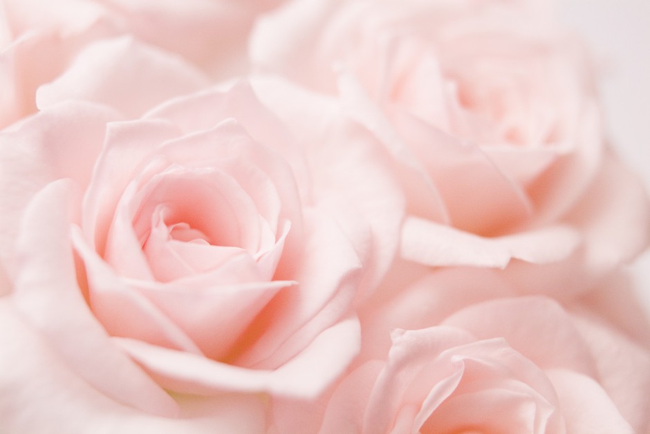 清新粉色玫瑰浪漫自然风景写真