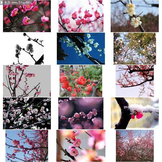 春天里桃花朵朵摄影图片