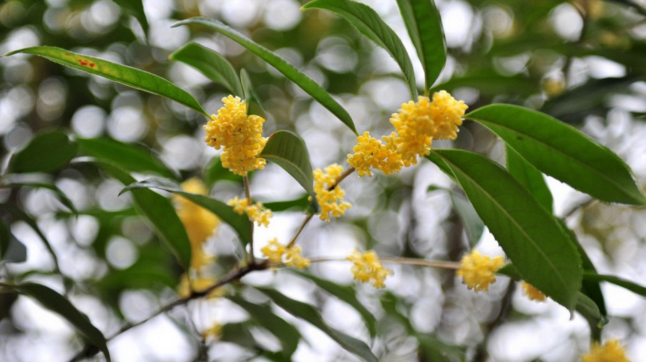 八月桂花飘香四溢唯美植物壁纸