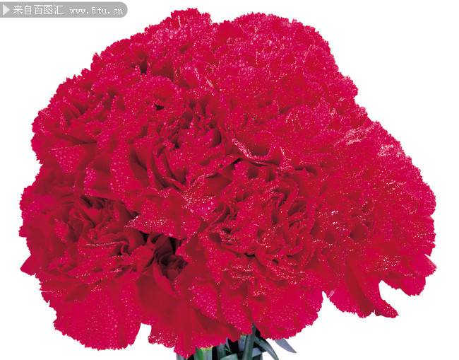 深红色的康乃馨花束图片素材