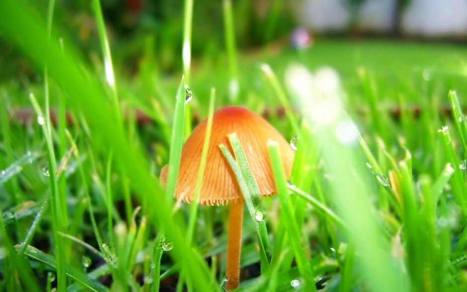 清新雨露浪漫风景个性高清电脑壁纸