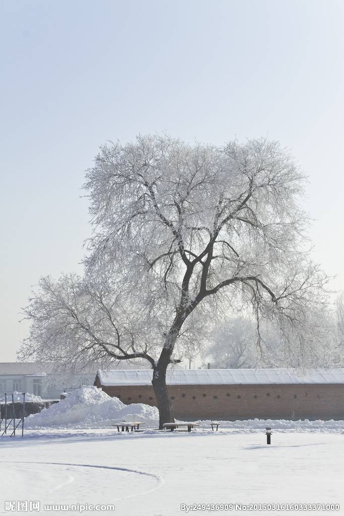 冬日白榆树图片屹立雪地
