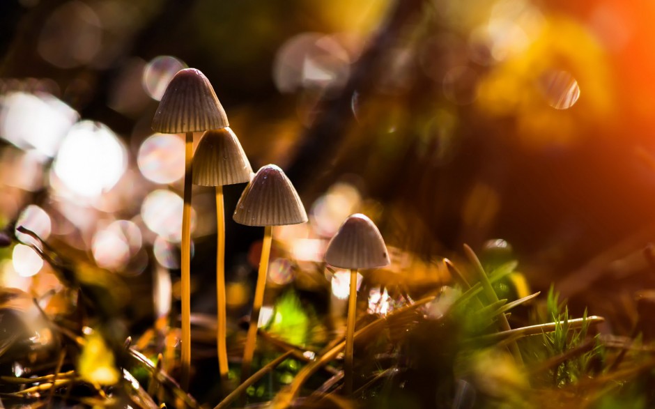 雨后唯美森林小蘑菇梦幻美景图片