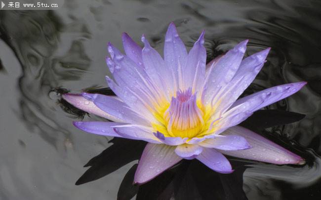 水中的紫色莲花图片