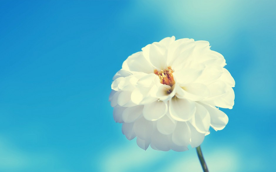 清新鲜花浪漫精致植物风景壁纸