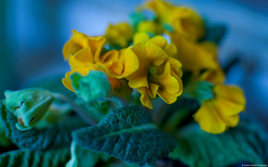 大自然唯美花卉娇艳绽放美景