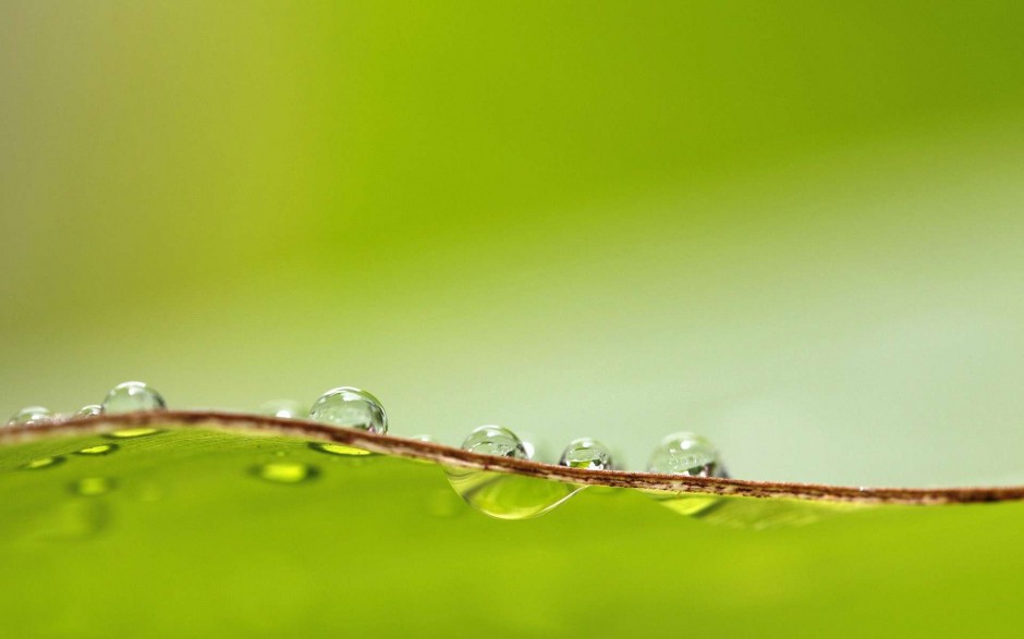 绿叶娇嫩欲滴水珠自然风景浪漫风格壁纸