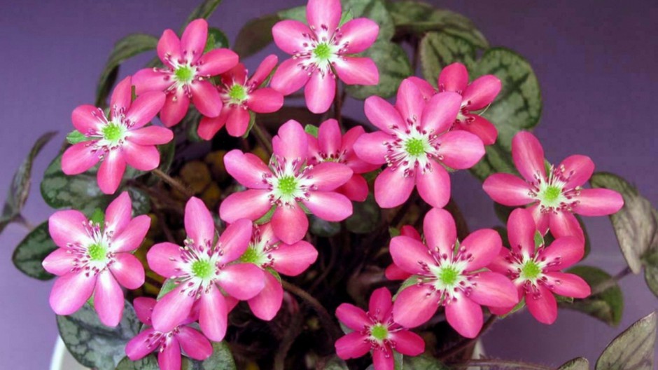 雪割草唯美粉嫩田园春日风景