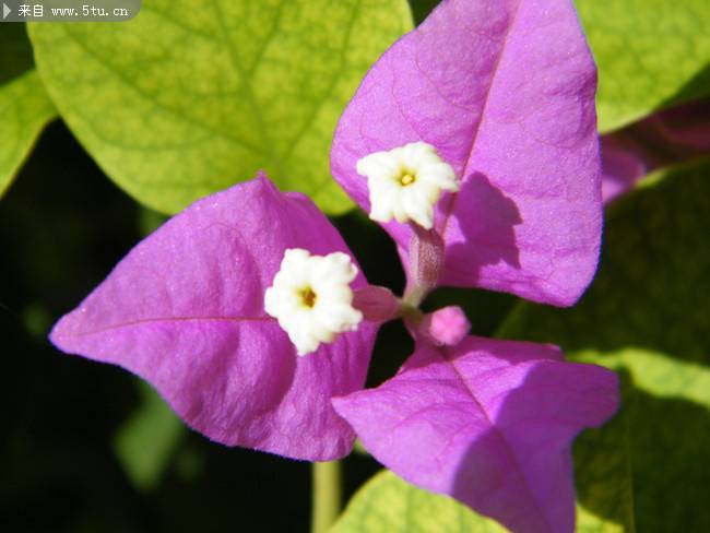 紫色三角梅原创鲜花摄影图片