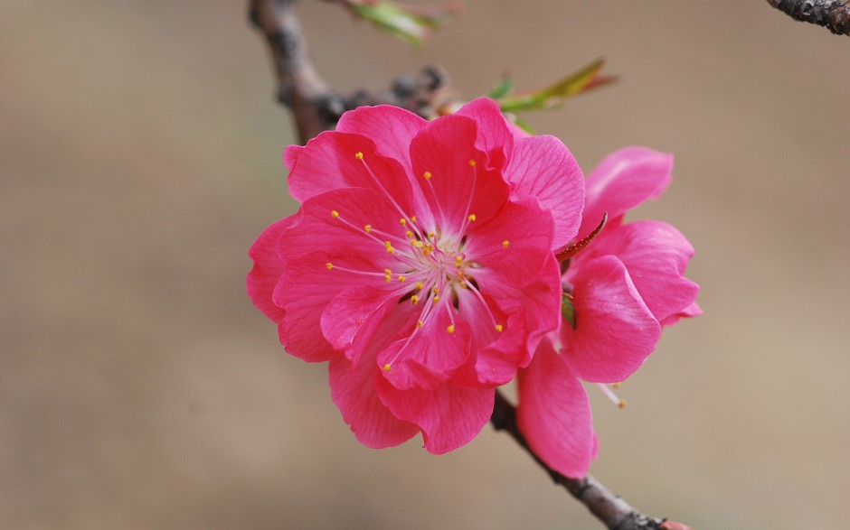 殷红桃花枝头娇艳绽放特写壁纸