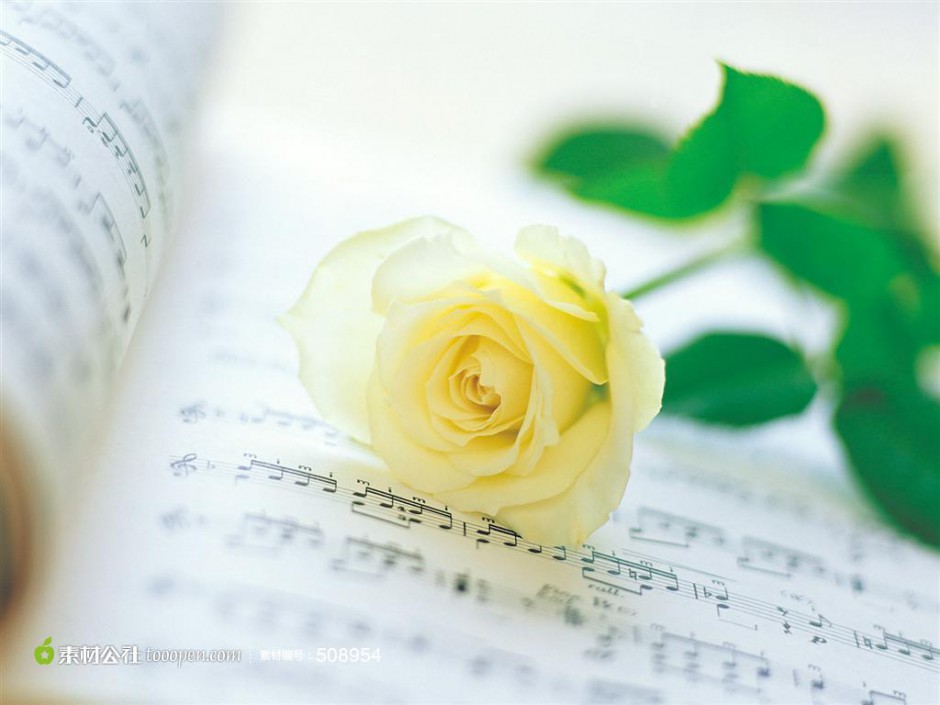 一枝黄玫瑰与音符唯美图片