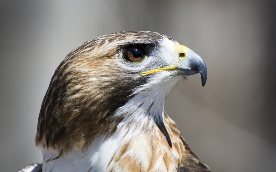 飞翔的雄鹰桌面壁纸高清