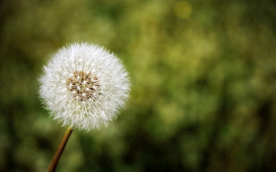 蒲公英浪漫自然田原风景简约高清图片