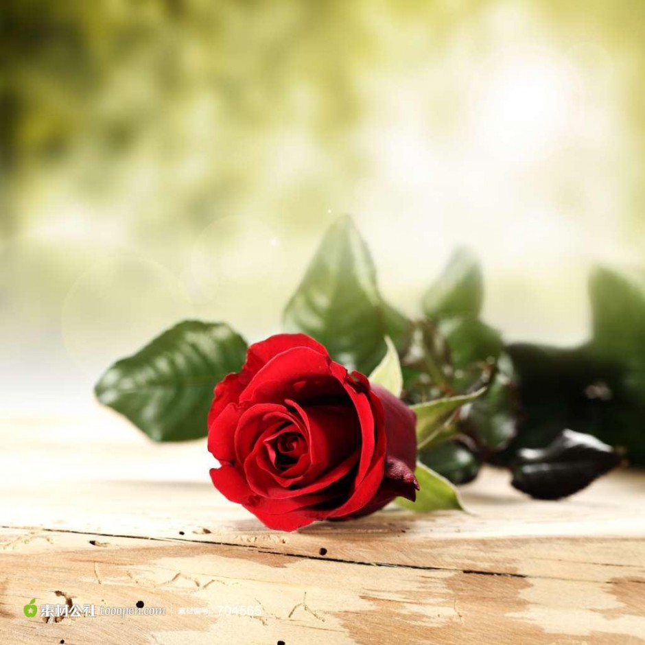 鲜艳夺目的玫瑰花唯美图片