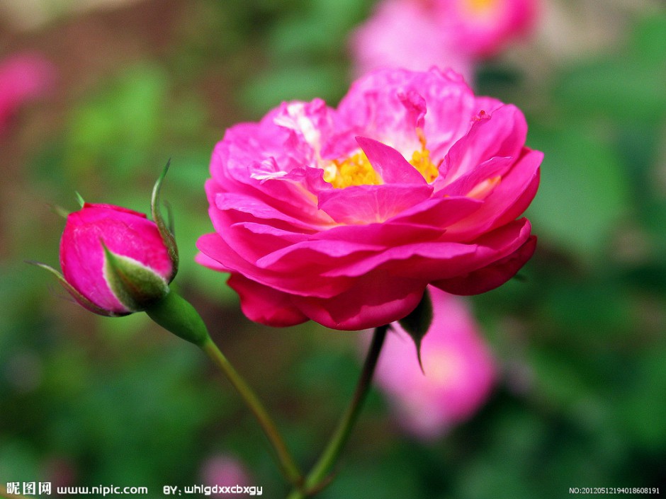 唯美蔷薇花图片灿烂芬芳