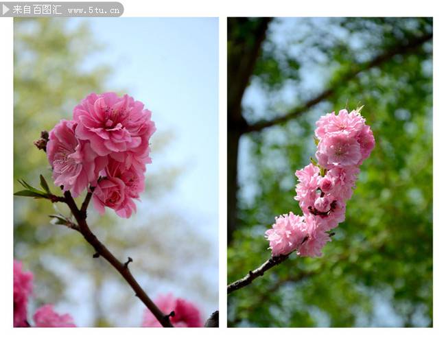 春日桃花图片漂亮迷人