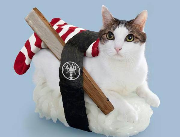 创意猫咪寿司可爱卖萌猫图片