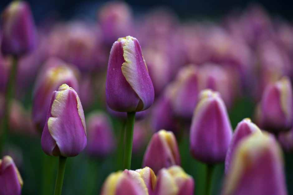 多彩郁金香高清花卉壁纸