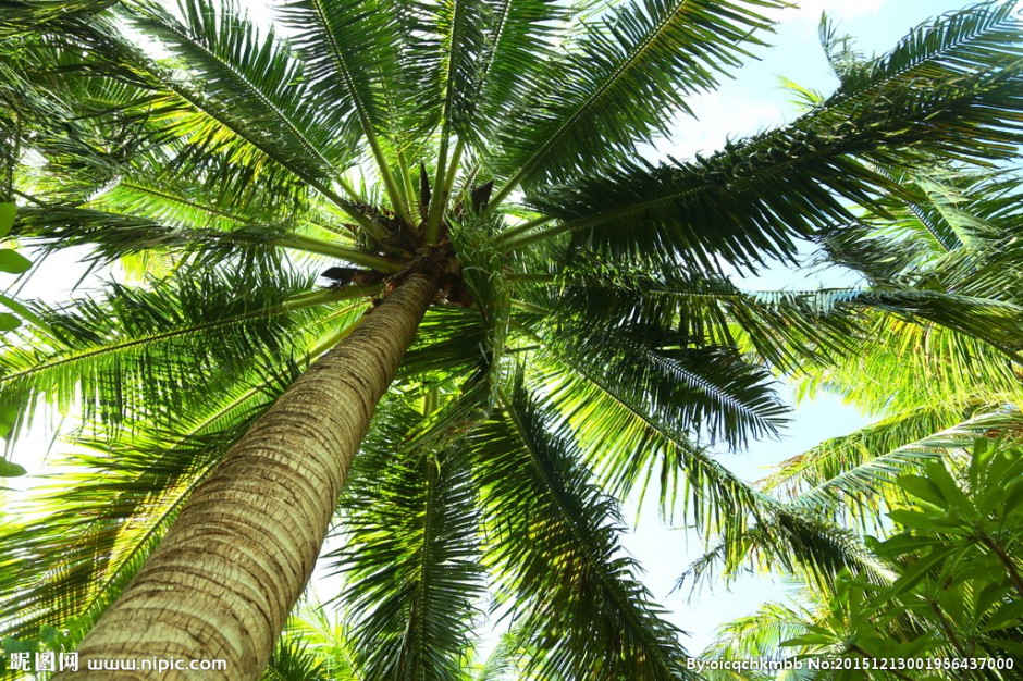 棕榈树高清图片苍翠挺拔