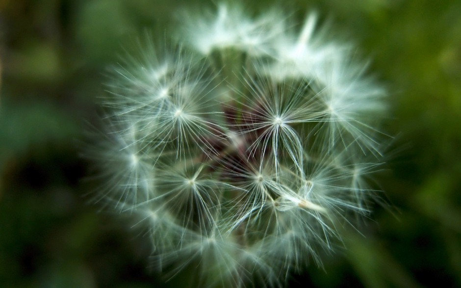蒲公英浪漫自然田原风景简约高清图片