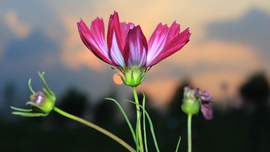 美丽格桑花壁纸桌面