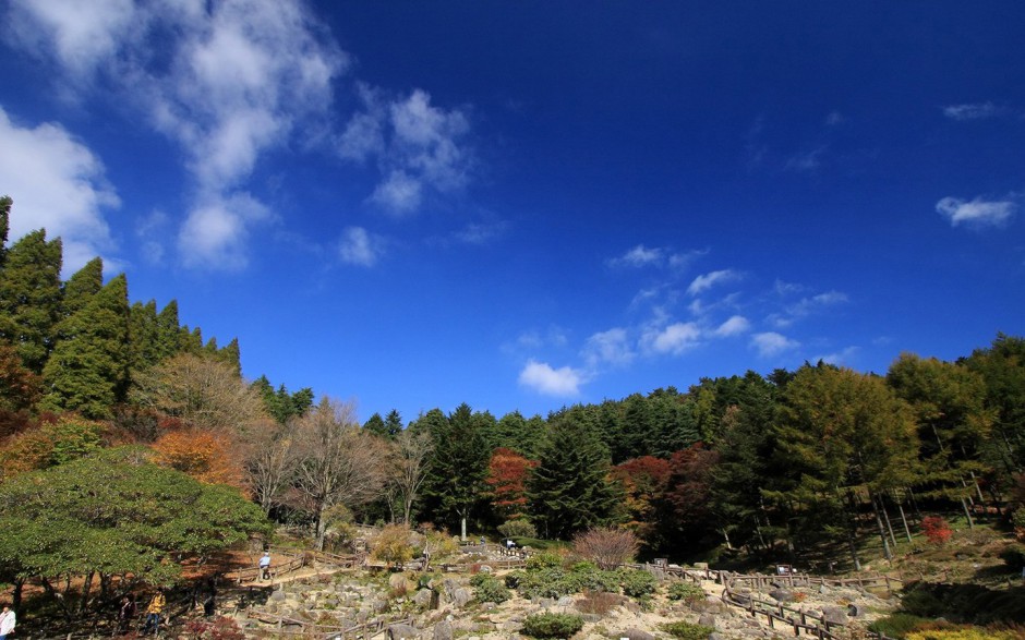 秋日浪漫枫叶林清新唯美风景图