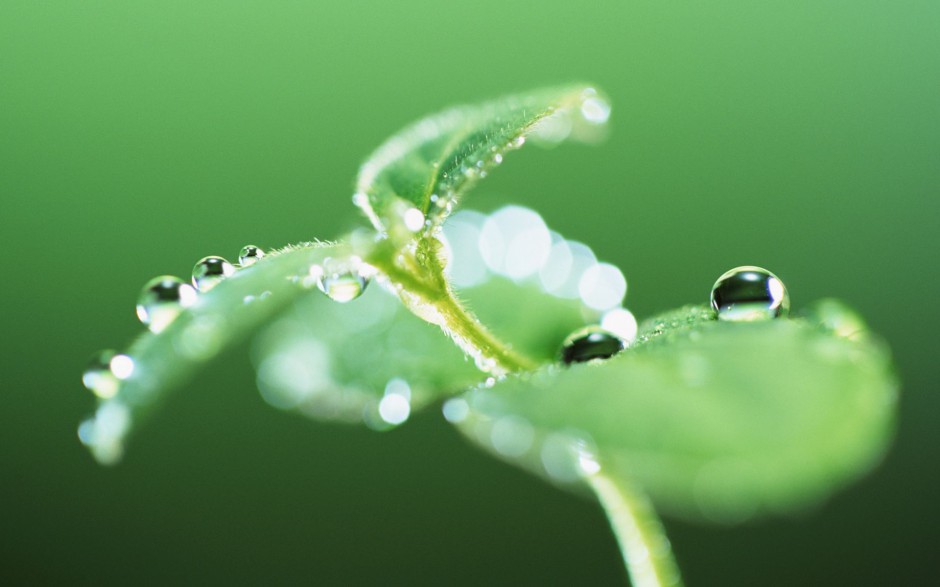 嫩芽绿叶水珠浪漫春日风景壁纸