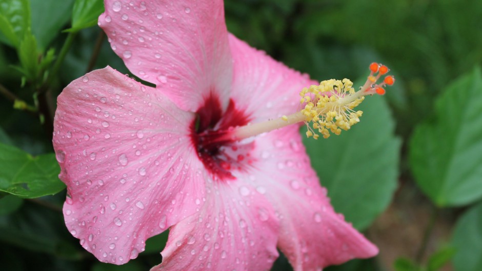 雨后娇艳木芙蓉清新风格高清壁纸