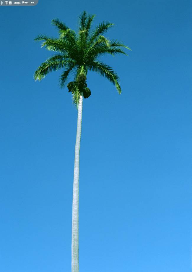 高大挺拔的椰子树图片